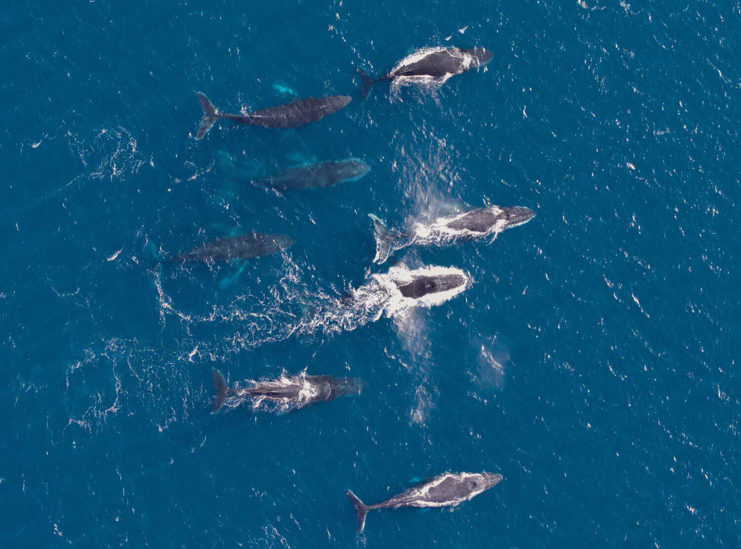 Migrating Whales, South West Western Australia 