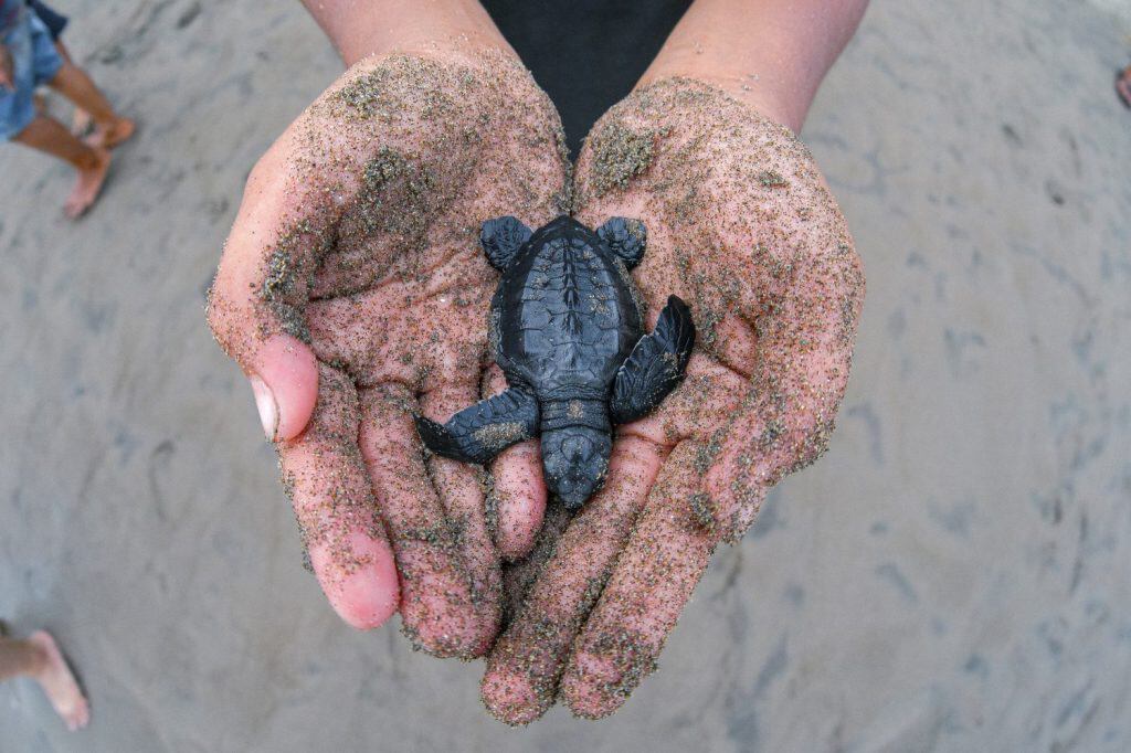 Baby turtles (tukik) that were rescued from the beach while still in egg condition and are being prepared to be released into the wild