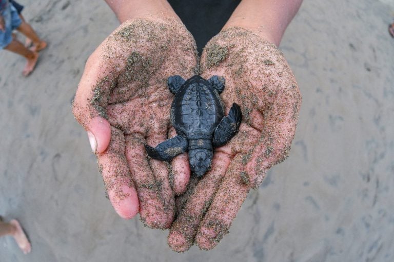 Baby turtles (tukik) that were rescued from the beach while still in egg condition and are being prepared to be released into the wild