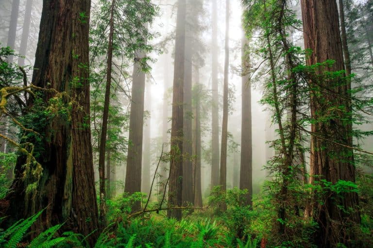 Deep Fog in the Redwoods at Del Norte Coast Redwoods State Park, Redwoods National Park, California