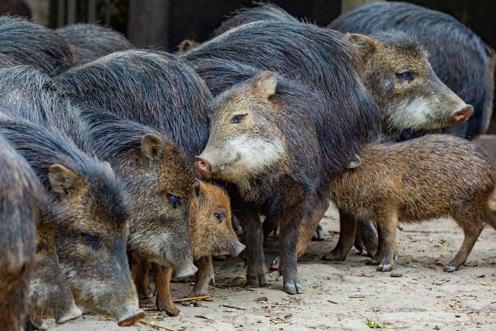 Group of wild boars foraging together in their natural habitat surrounded by greenery. white lipped peccary, tayassu pecari