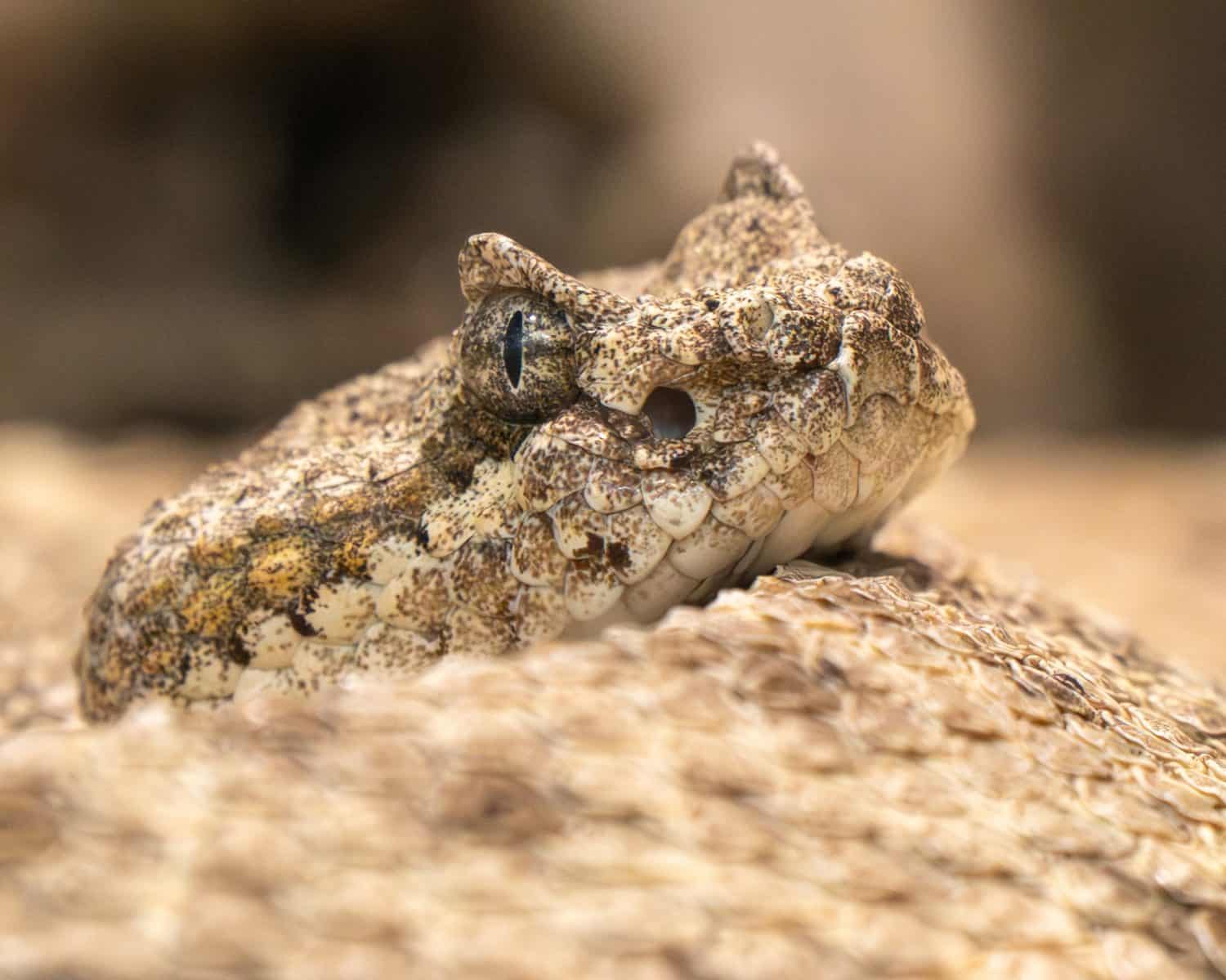 Close up on the face of beautiful sidewinder rattlesnake.