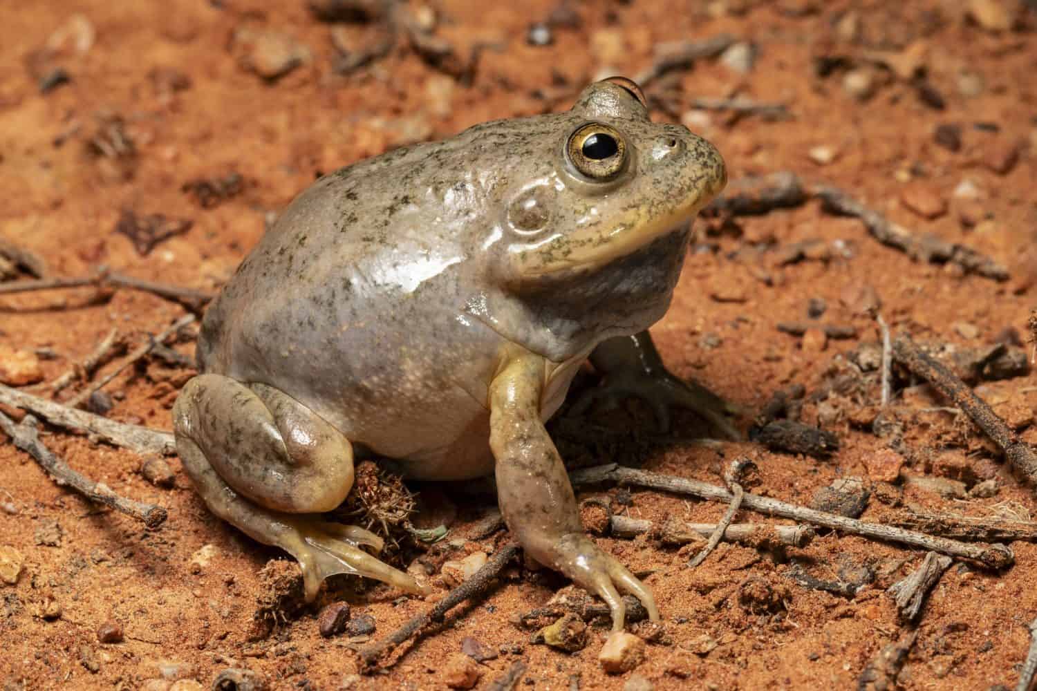 Australian Water Holding Frog from inland New South Wales 