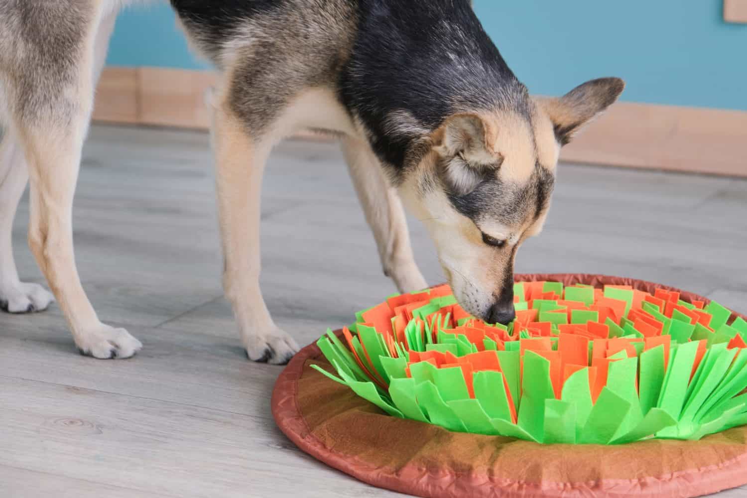 cute mixed breed dog playing on soft snuffle rag rug for hiding dried treats for dogs nose work at home. Intellectual games with pet