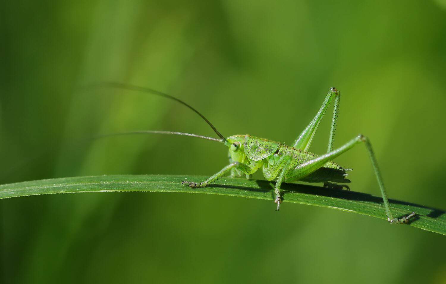 great green bush-cricket or Tettigonia viridissima on on green blade of grass