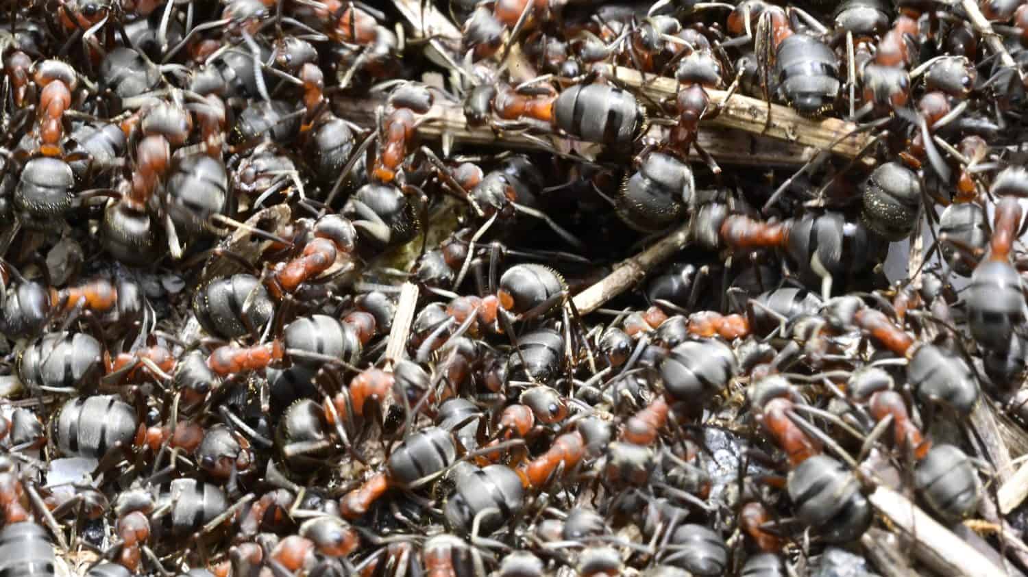 The Living Mound: Intense Activity of the Red Wood Ant Colony (Formica rufa)