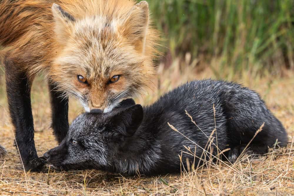 A close up of a wild red fox grooming her melanistic silver kit