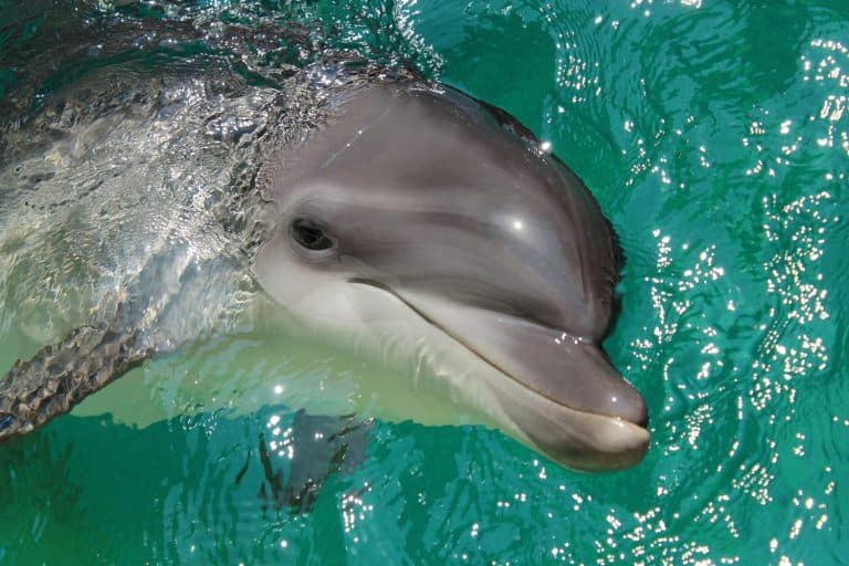 Bottlenose Dolphin