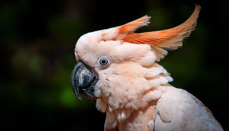 Salmon-Crested Cockatoo or Moluccan Cockatoo, cacatua moluccensis, Adult