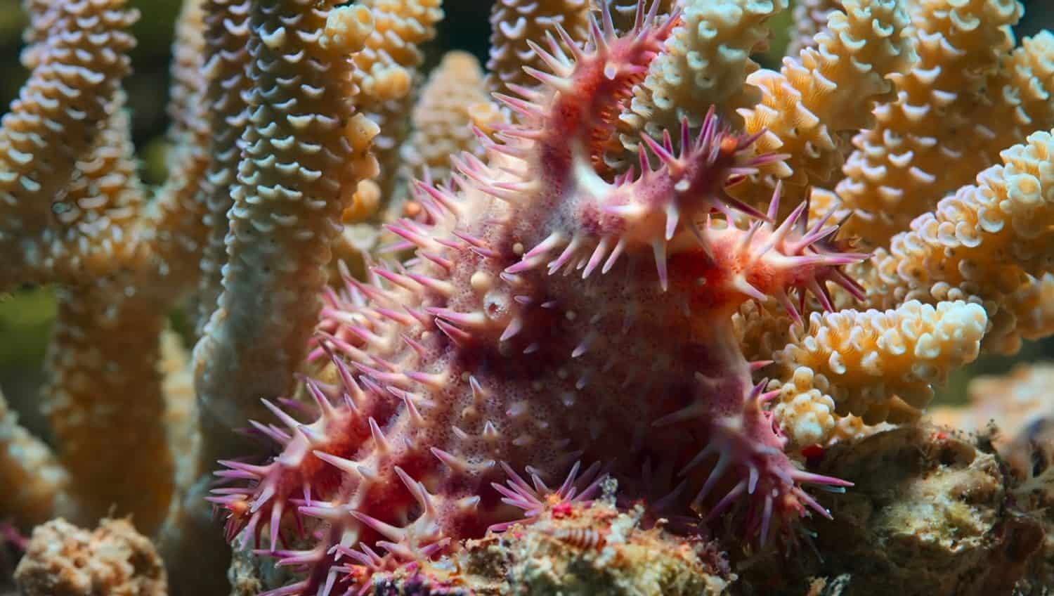 Crown of thorn starfish in closeup view