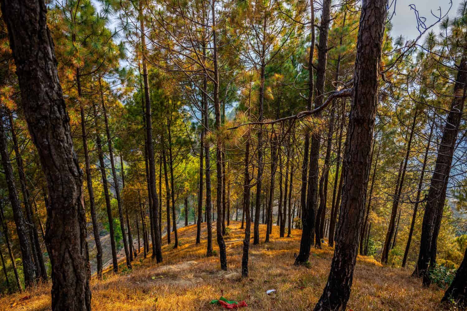 Tall pine trees with slender trunks grow on a sloping hillside in Namobuddha, Nepal. Warm sunlight filters through the canopy onto the dry grass of the forest floor. Namobuddha, Nepal