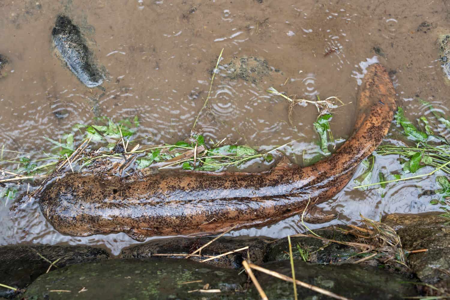 Japanese giant salamander along the Kamogawa River in Kyoto Japan. Japanese giant salamander (Andrias japonicus) observed along the Kamogawa River in Kyoto, Japan. The amphibian was photographed beside the riverside in its natural environment.