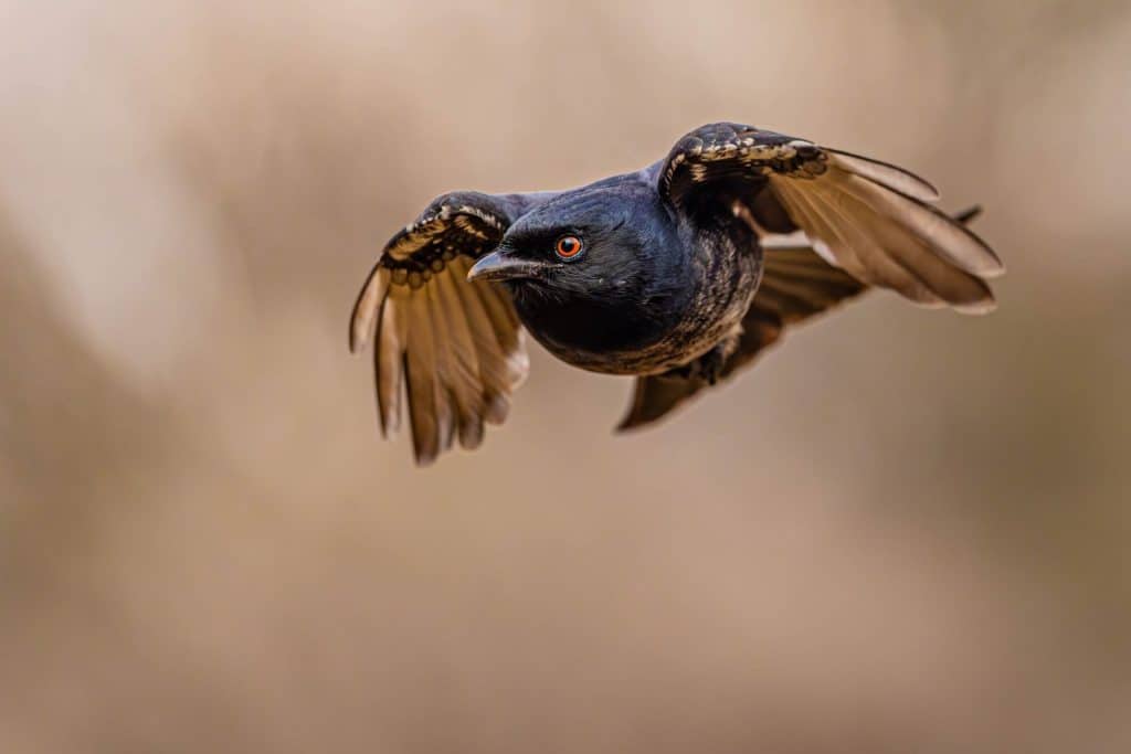 Fork-Tailed Drongo - diving for food