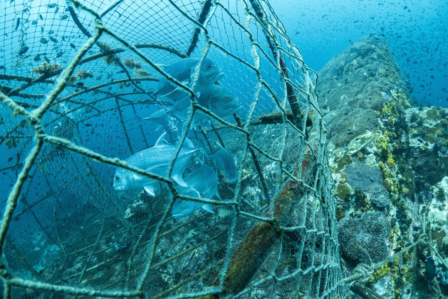 Fish trapped in an abandoned underwater fishing net discarded on a coral reef ecosystem