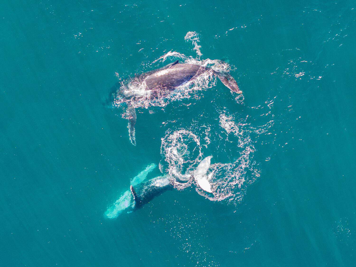 Top down aerial views of two Humpback Whales swimming and breaching together in shallow waters off the coast of northern New South Wales