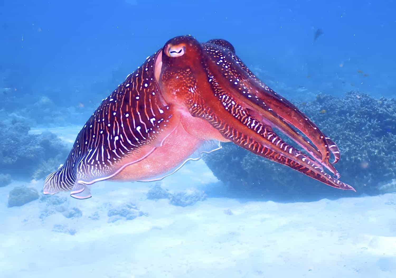 Broadclub cuttlefish displaying vivid dark red coloration over sandy reef, underwater macro