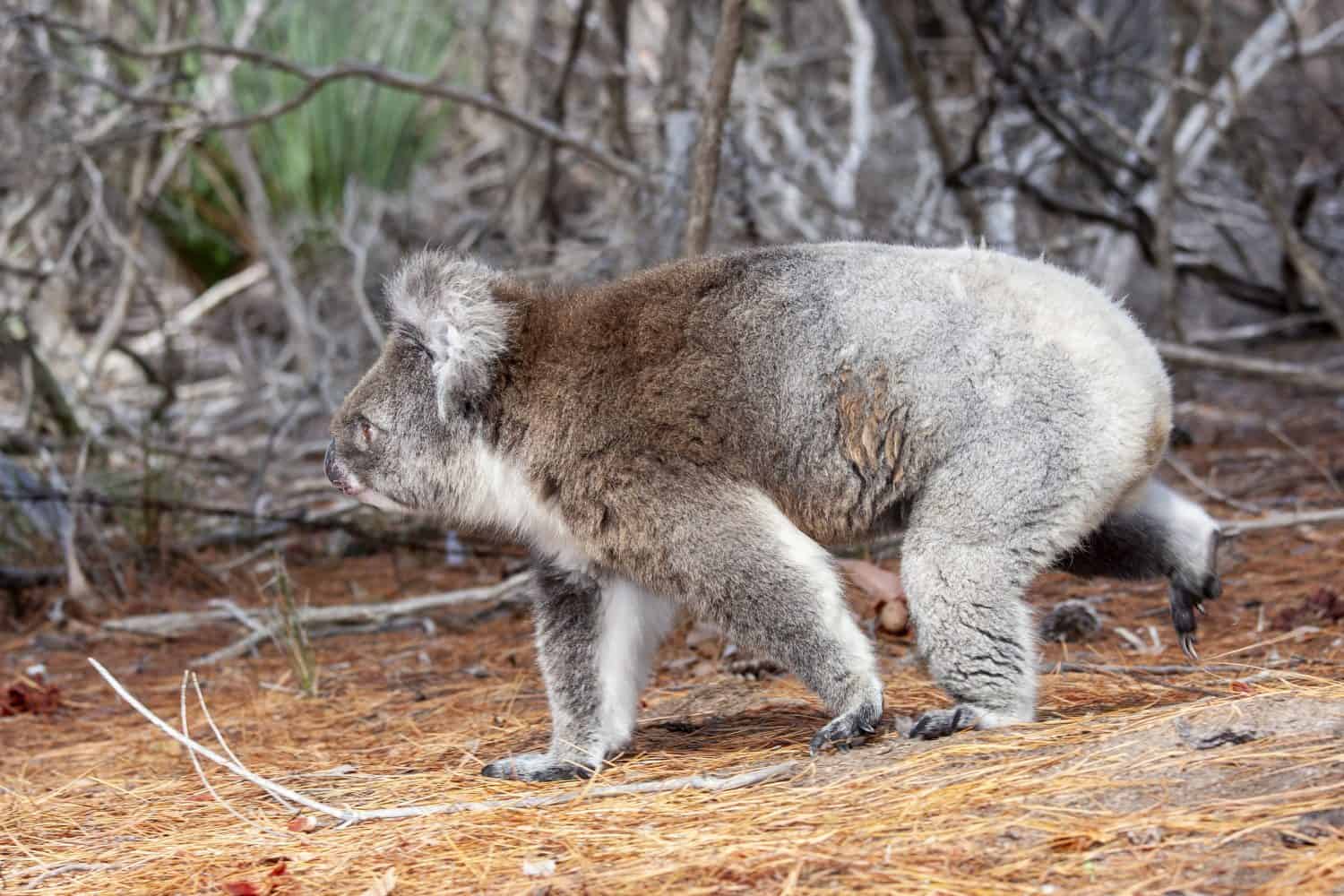 Koala walking on the ground