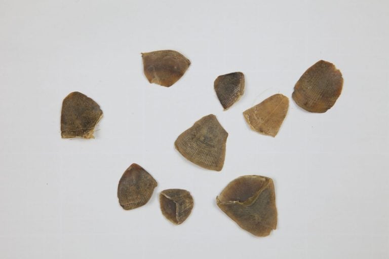 Scattered pangolin scales isolated on a white background, showing natural texture, brown tones, and wildlife trade or conservation concept.