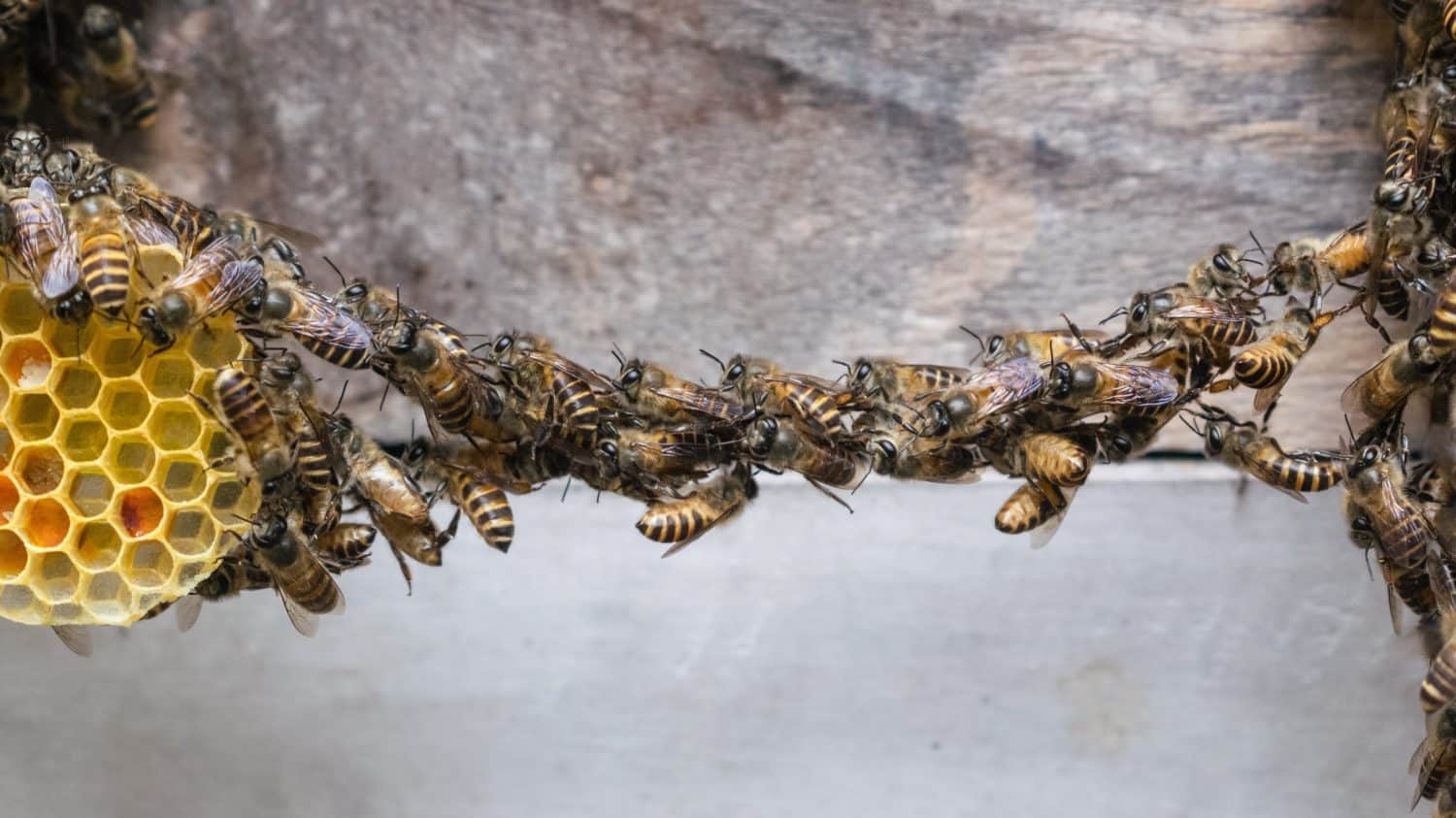 Macro shot of honey bees exhibiting festooning behavior, forming a living horizontal bridge between hive structures
