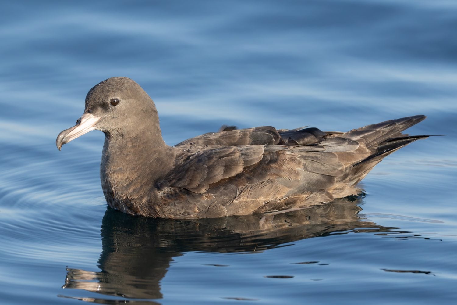 Flesh-footed Shearwater Ardenna carneipes swimming on ocean in Oman