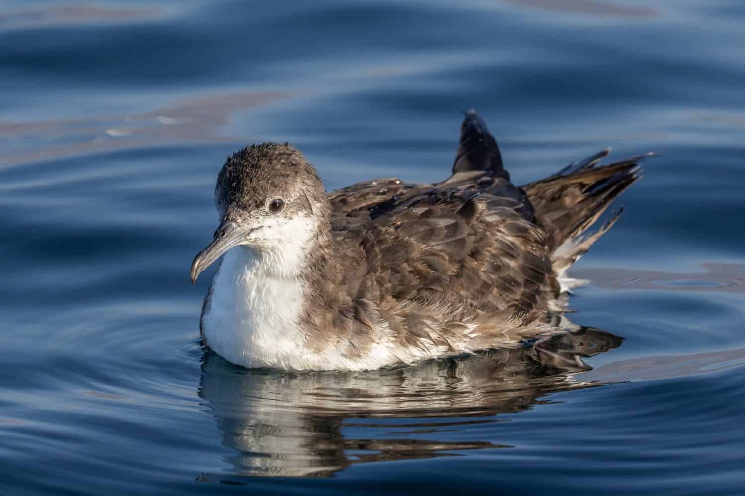 Persian Shearwater Puffinus persicus swimming at open sea in Oman