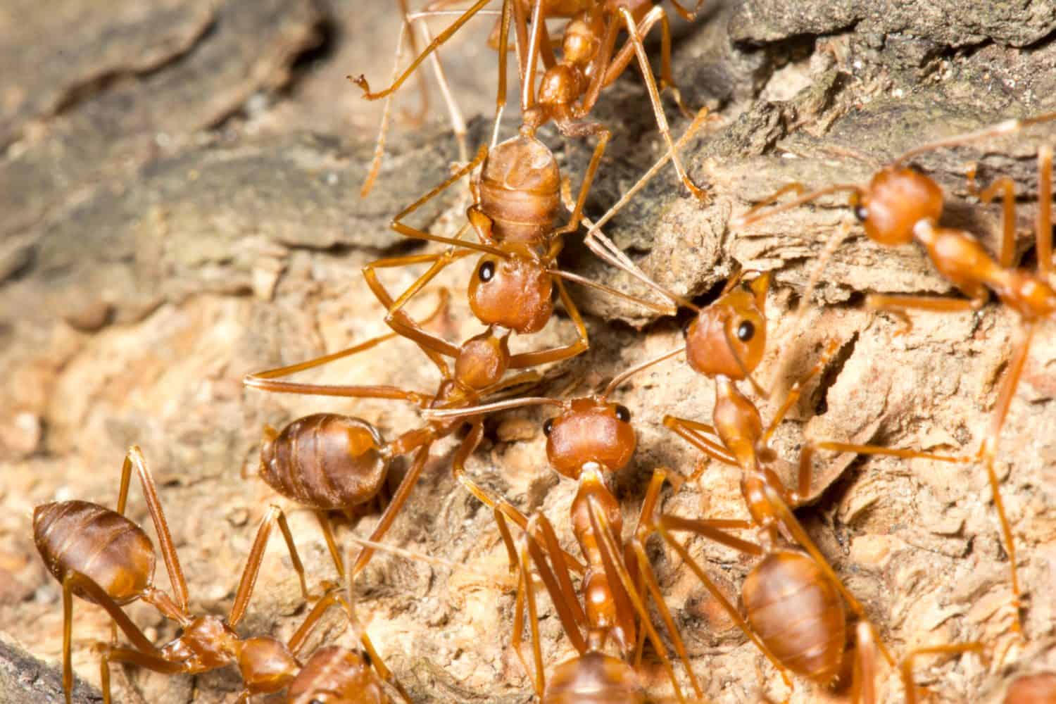 fighting ants