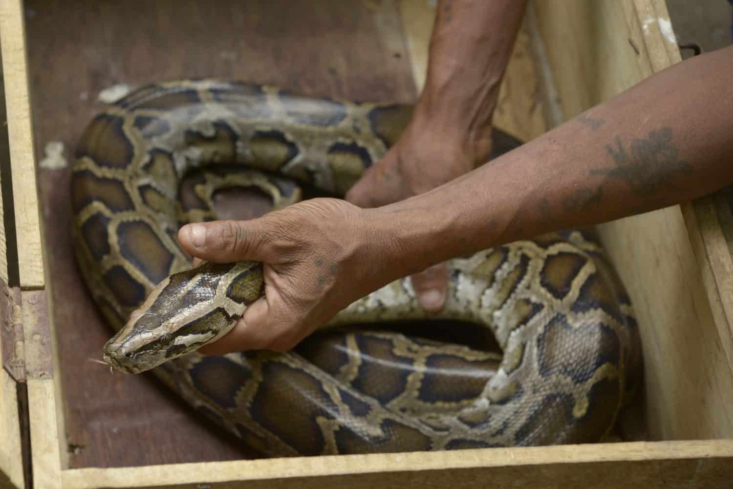Burmese python captured by villagers