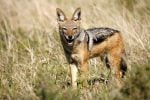 Black-backed Jackal