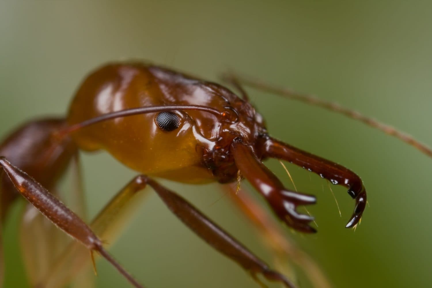 A trap-jaw ant, 	Odontomachus