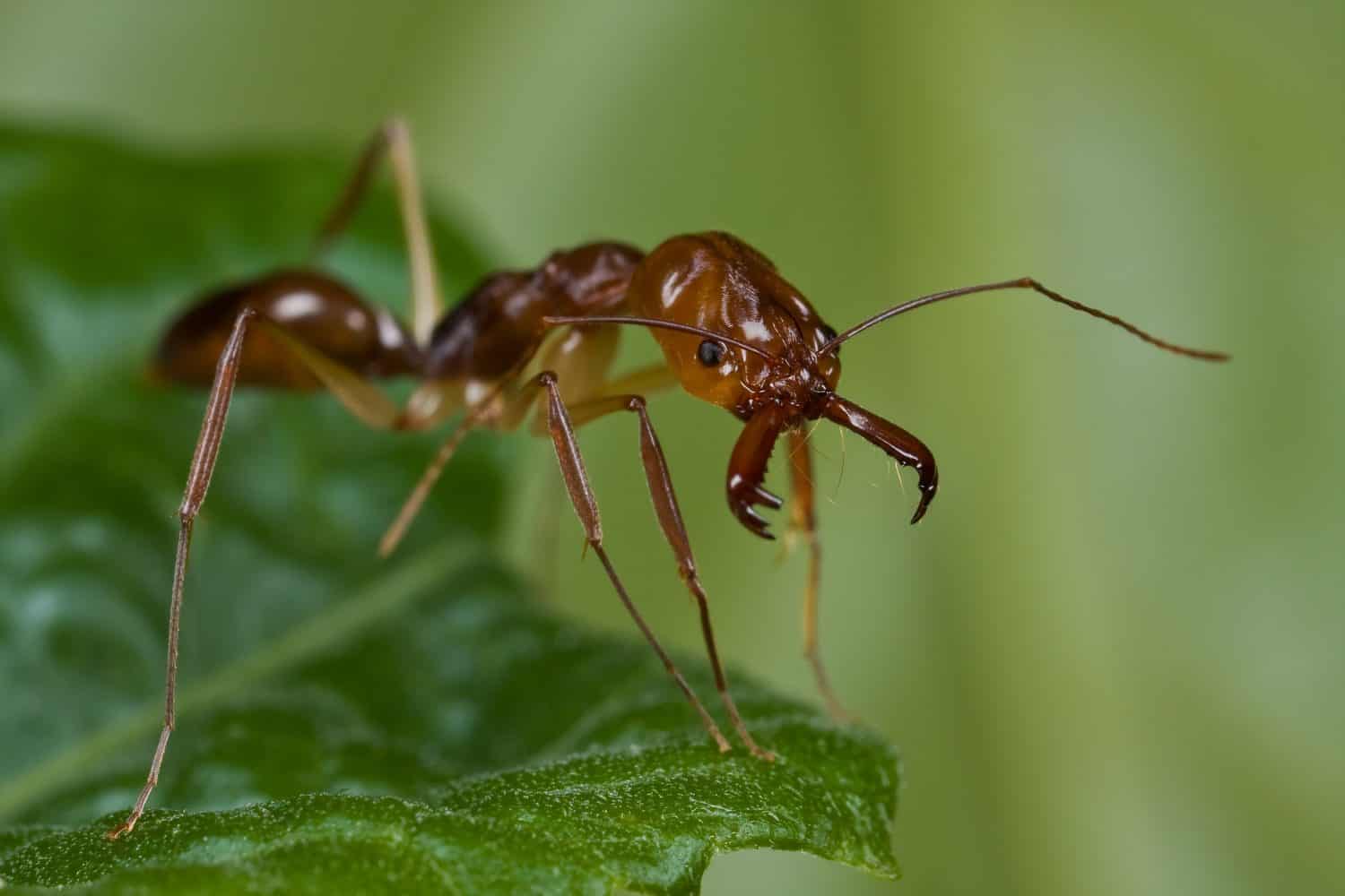 A trap-jaw ant