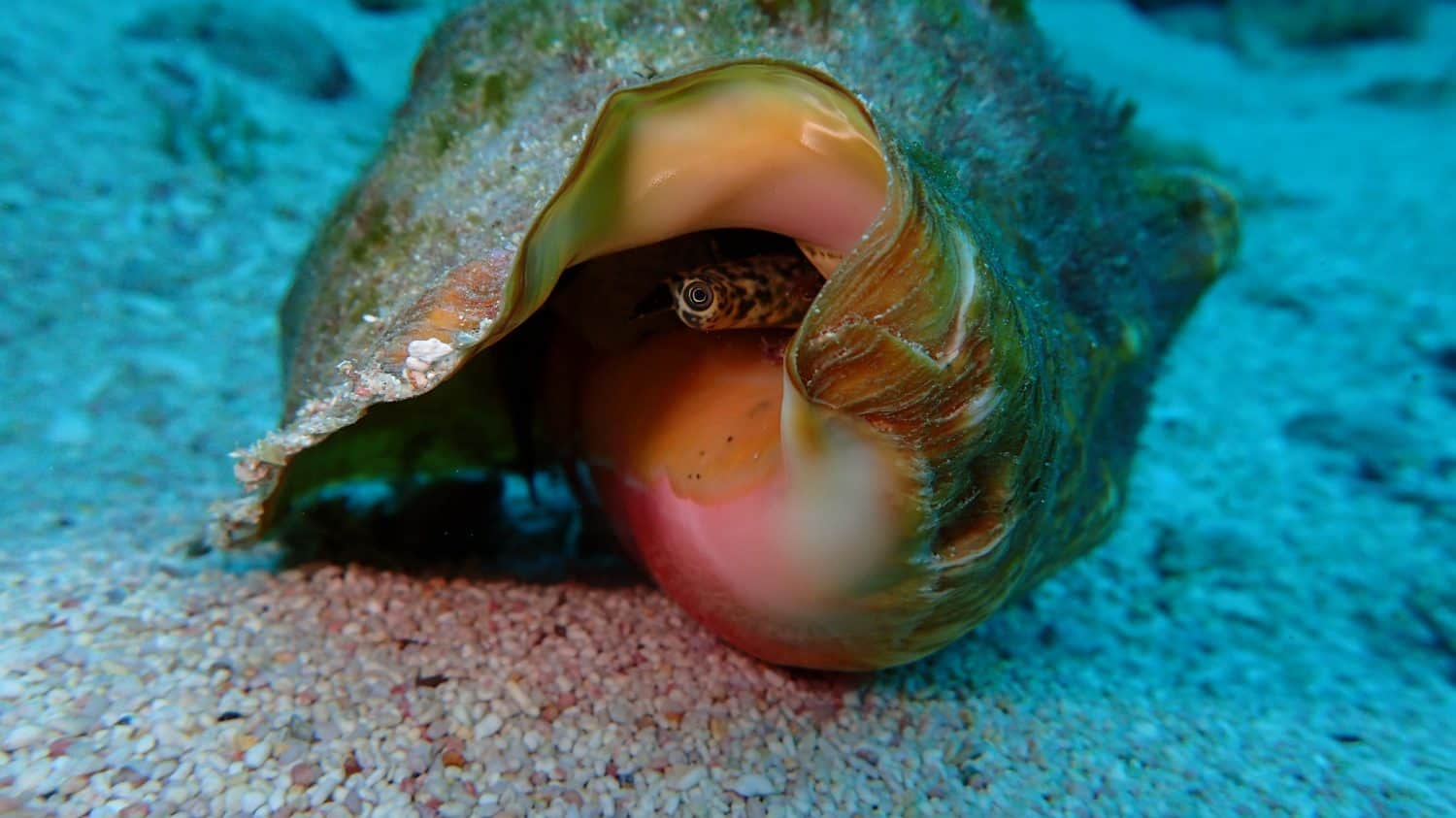 Queen Conch on the sand