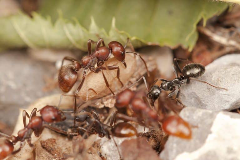 Slave-making ant, Polyergus rufescens, Czech Republic