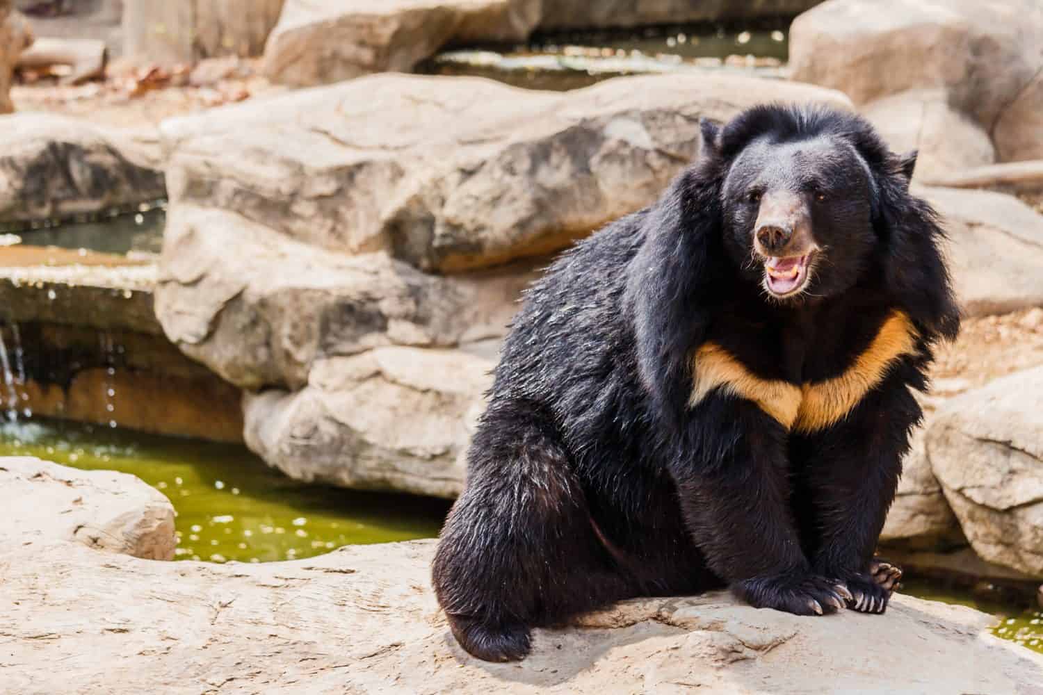 asiatic black bear near the pool