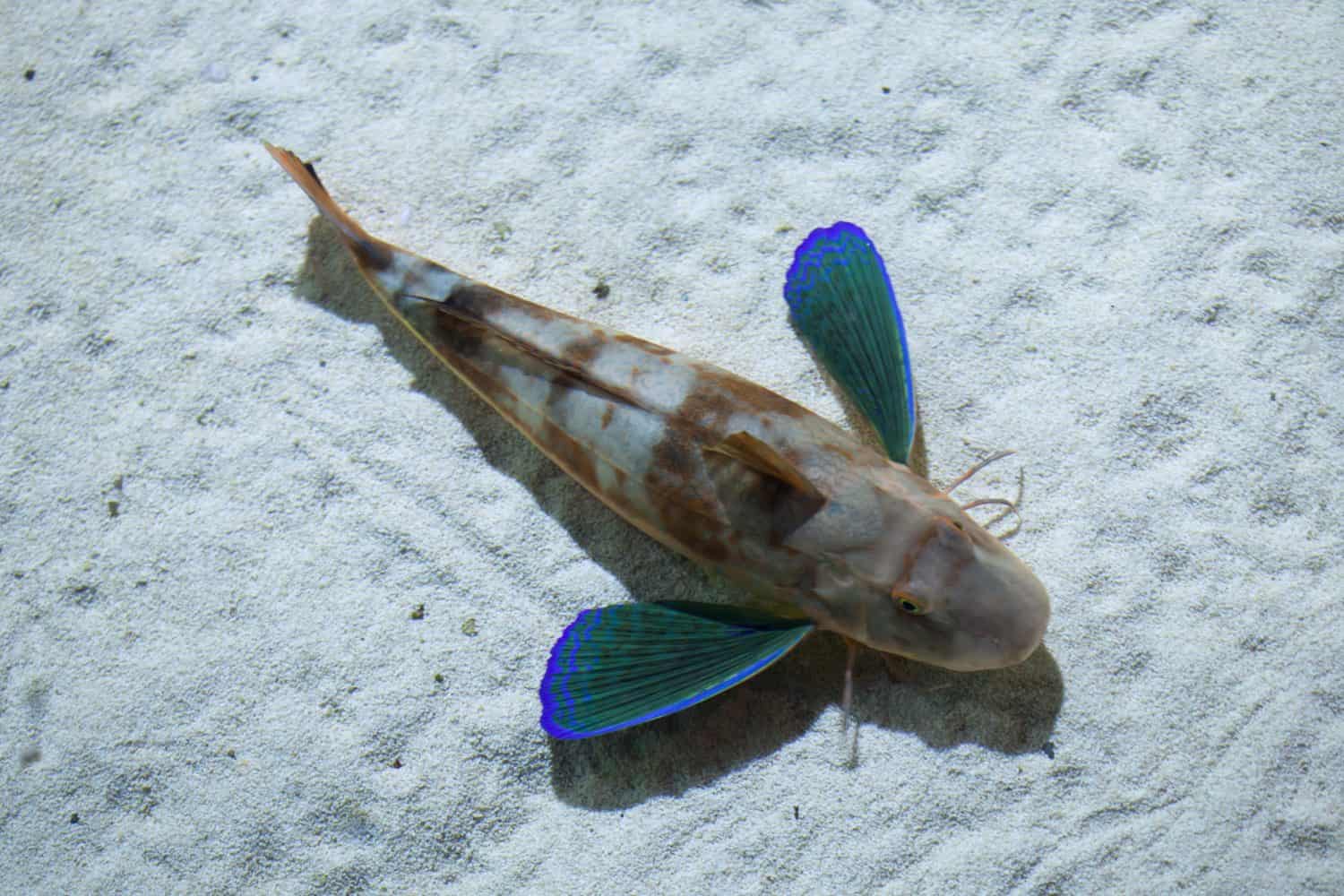 Tub gurnard (Chelidonichthys lucerna), also known as the sea robin. Wild life animal. 