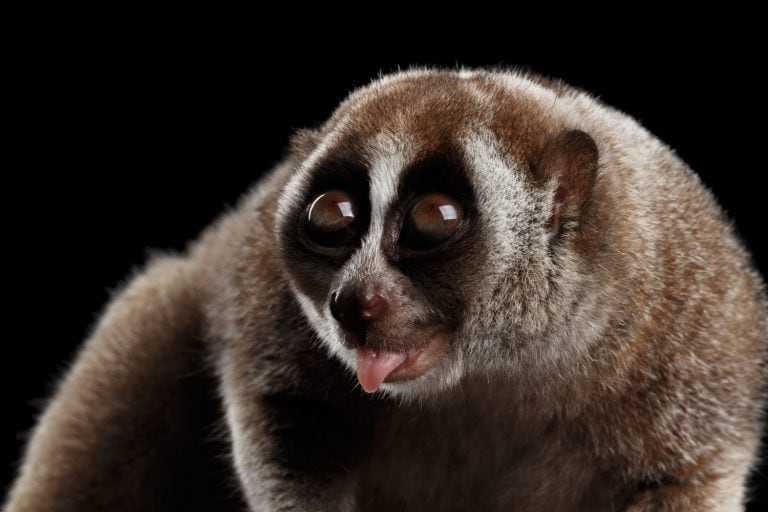 Close-up Face of Cute Lemur Slow Loris Looking up with opened mouth Isolated Black background