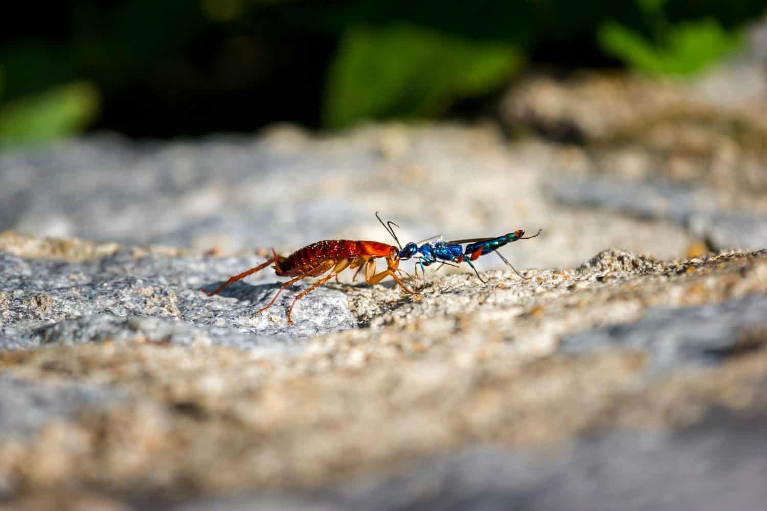 The emerald cockroach wasp or jewel wasp is a solitary wasp. It is known for its unusual reproductive behavior, which involves stinging a cockroach and using it as a host for its larvae as shown here.