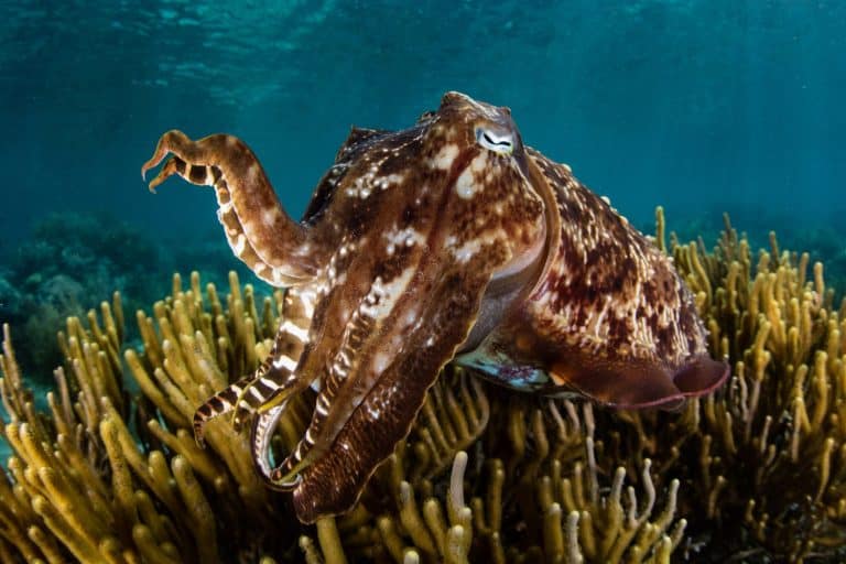 A Broadclub cuttlefish (Sepia latimanus) hovers above a shallow reef in Komodo National Park, Indonesia. This cephalopod species is a master of color change.