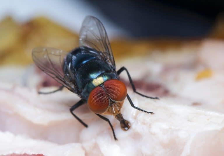 Flies were swarming Food