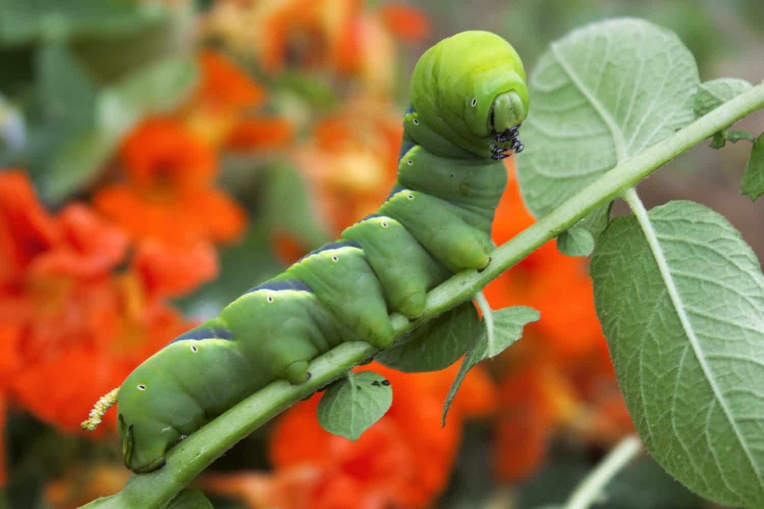 Acherontia Atropos eating potato plant