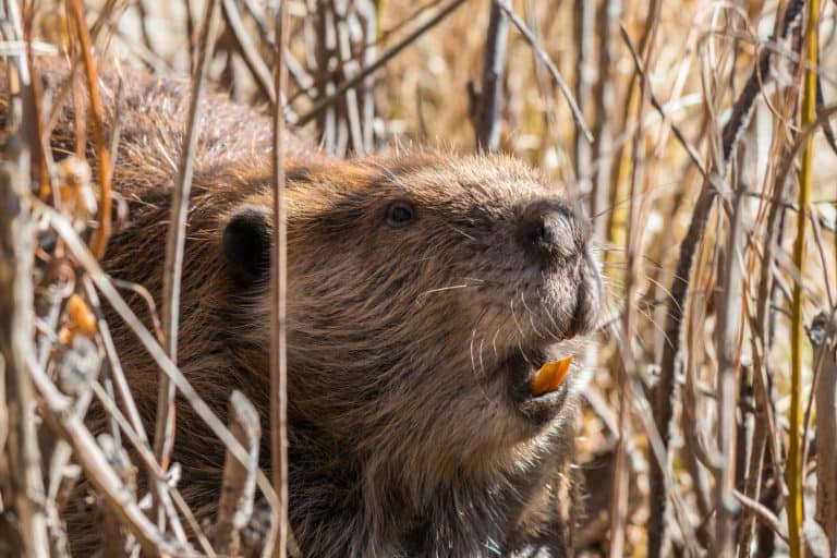 Close Photo of a Beaver Showing Teeth