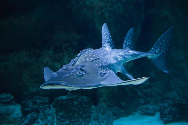 Shark sea angel in aquarium
