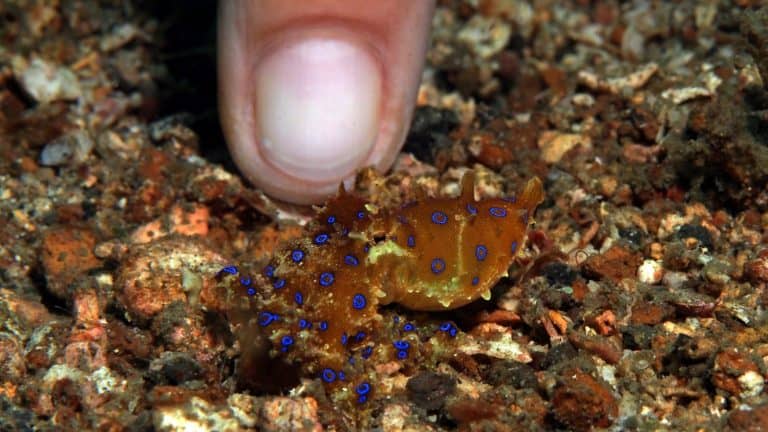 Size comparison of blue ring octopus against my finger