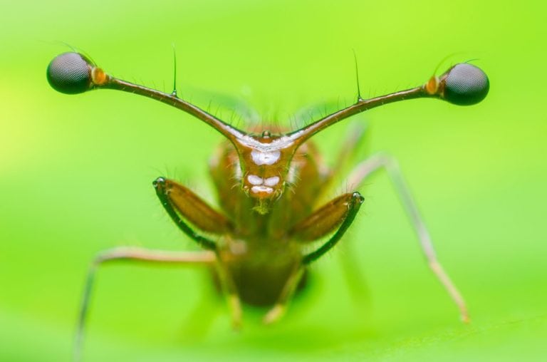 Super Macro Stalk eyed fly