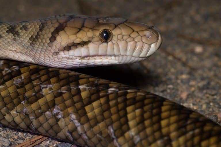 Scrub Python (Simalia kinghorni, formerly of the genus Morelia) is Australia's longest snake with unconfirmed reports of individuals over 7m. Kuranda National Park, Queensland, Australia.