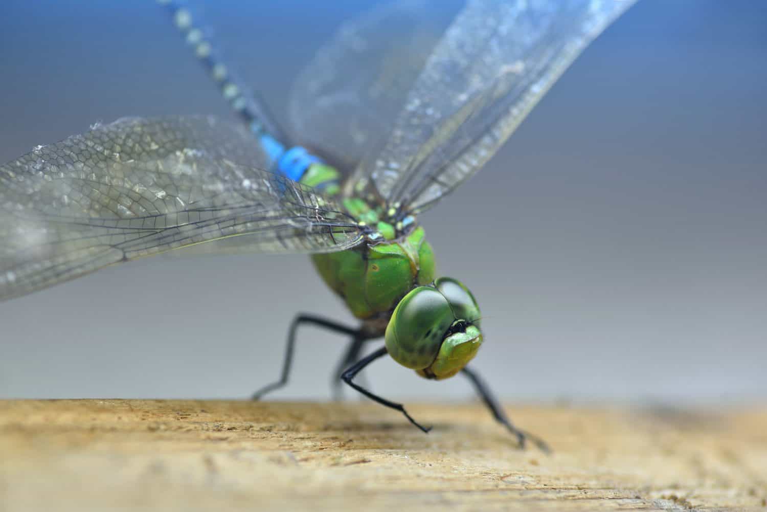 Close up common green darner (Anax junius) with blur background, Very large dragonfly
