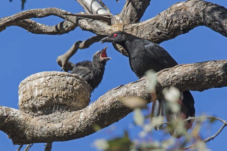 White-winged Chough (Corcorax melanorhamphos) adult feeding chick in nest