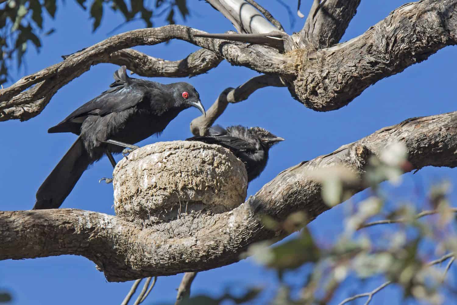 White-winged Chough (Corcorax melanorhamphos) adult feeding chick in nest