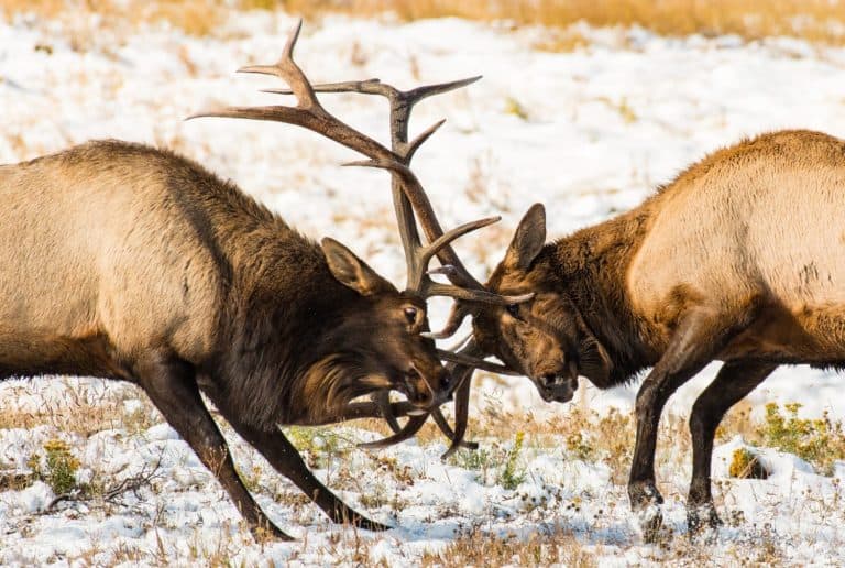 Bull Elk Establishing Dominance