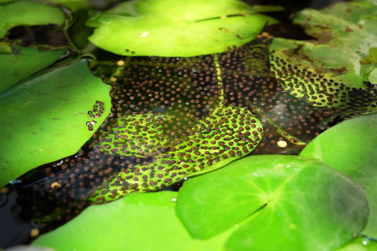 Frog eggs in water. Frog eggs and lotus tree in ecology.
