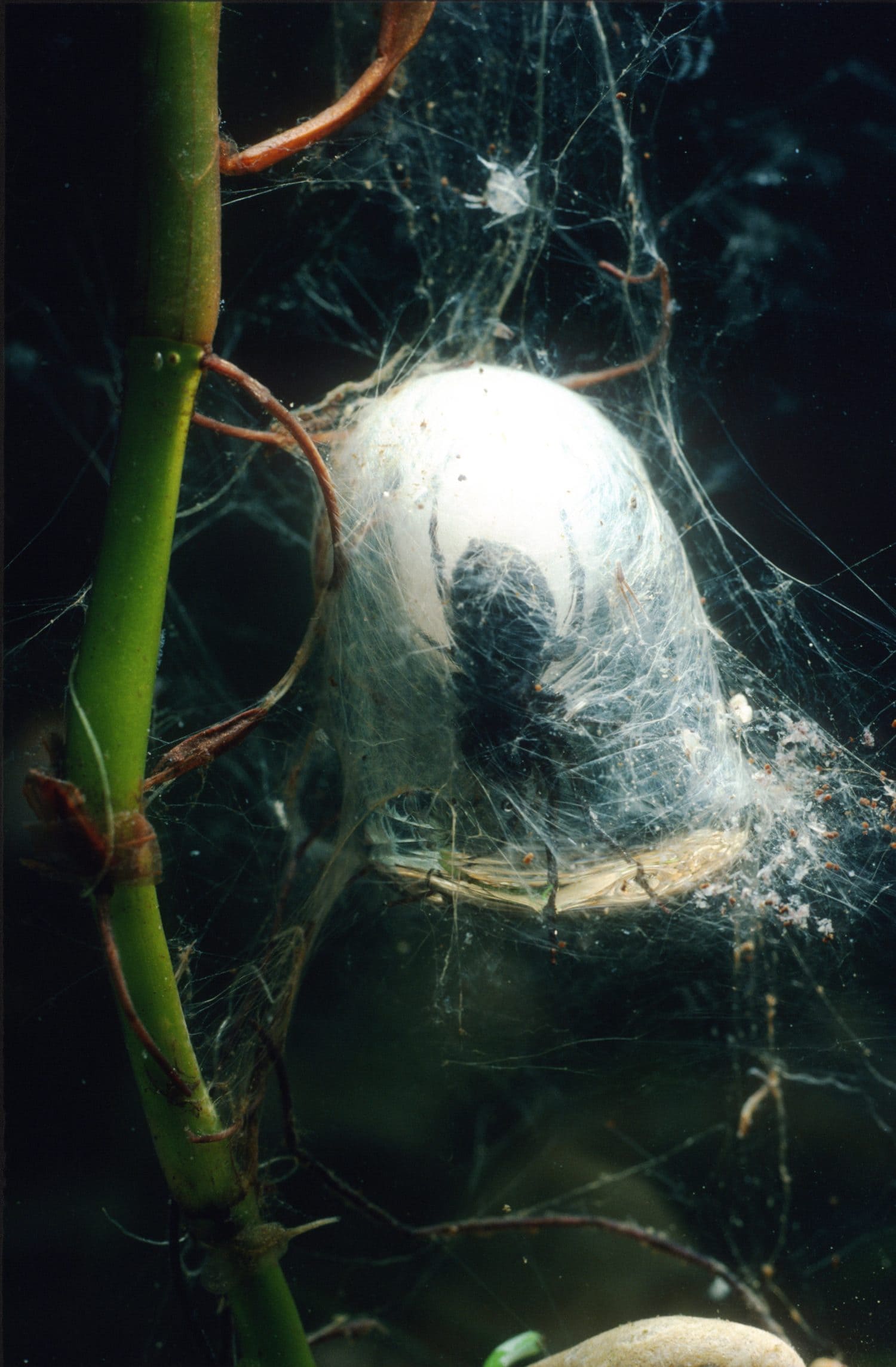 Water spider Argyroneta aquatica in underwater dome nest